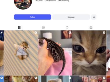2K Kittens Cats Instagram Account for Sale