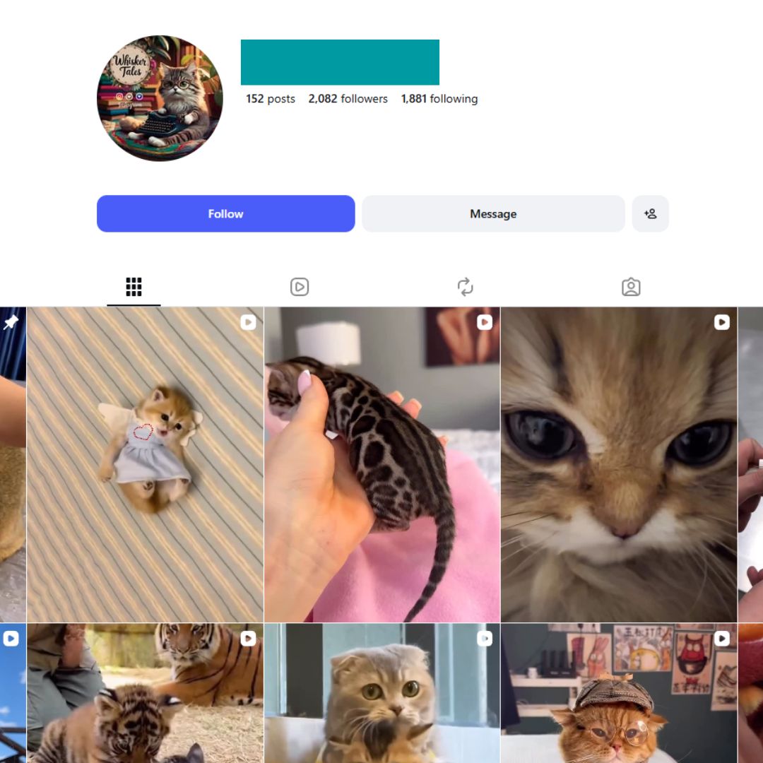 2K Kittens Cats Instagram Account for Sale 2K Kittens Cats Instagram Account for Sale