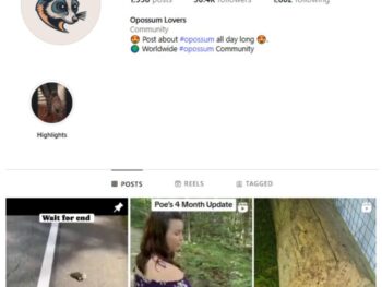 30K Opossum Animals Instagram Account for sale