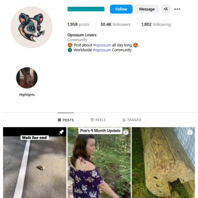 30K Opossum Animals Instagram Account for sale