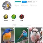 3K Birds Photography Nature Instagram Account for sale