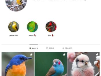 3K Birds Photography Nature Instagram Account for sale
