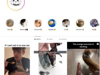 3K Funny Cat Memes Instagram Account for Sale