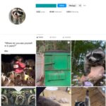 45K Animals Raccoon Instagram Account for Sale