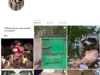 45K Animals Raccoon Instagram Account for Sale
