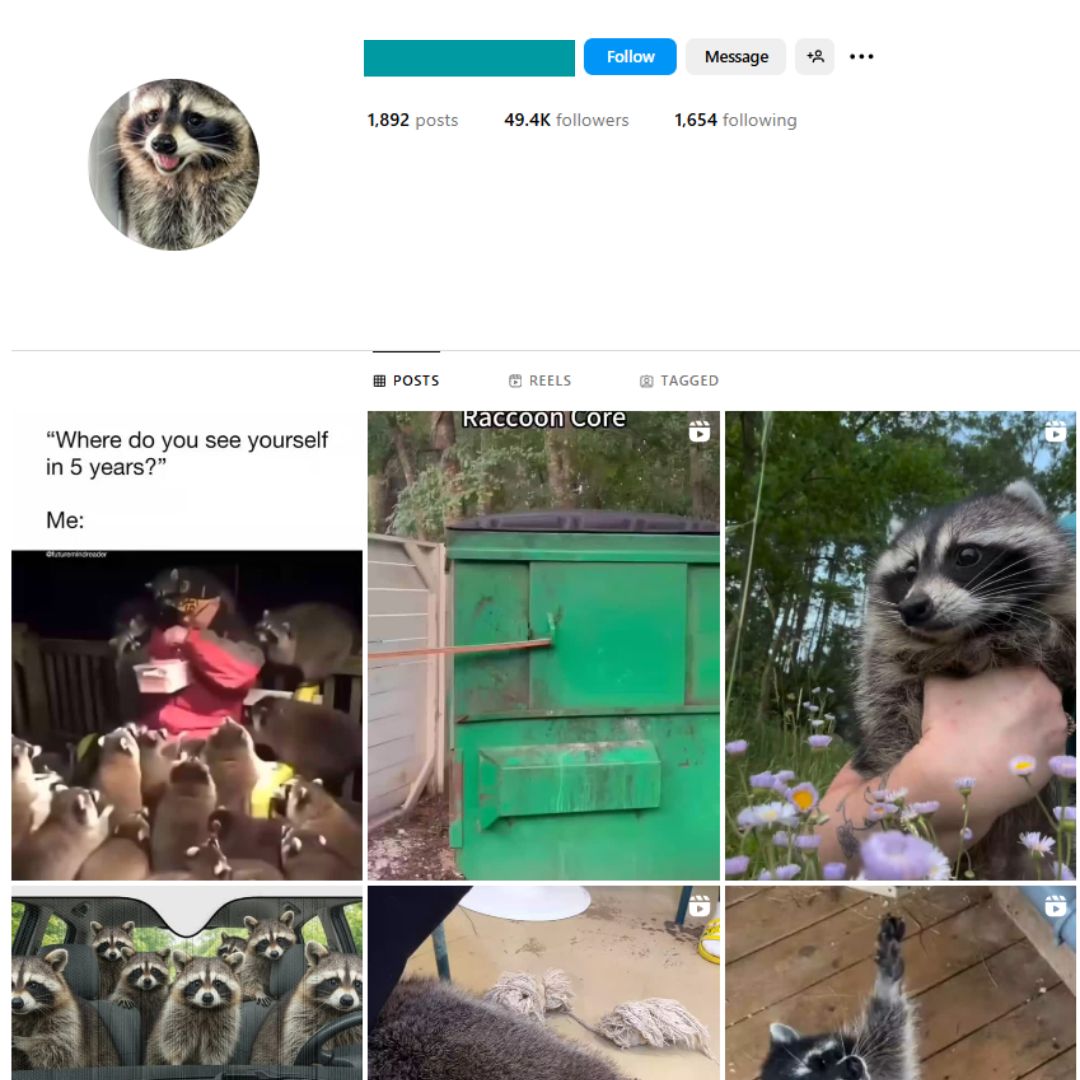 45K Animals Raccoon Instagram Account for Sale