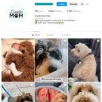 5K Cute Dogs Pets Instagram Account for sale