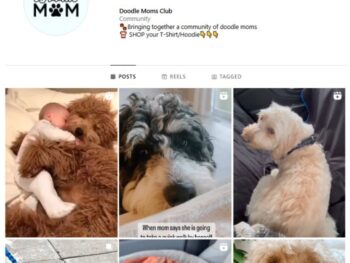 5K Cute Dogs Pets Instagram Account for sale