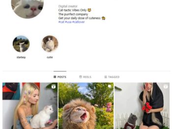 5K Kittens Cats Instagram Account for sale
