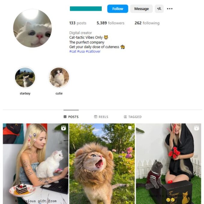 5K Kittens Cats Instagram Account for sale