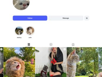 6K Kittens Cats Instagram Account for Sale