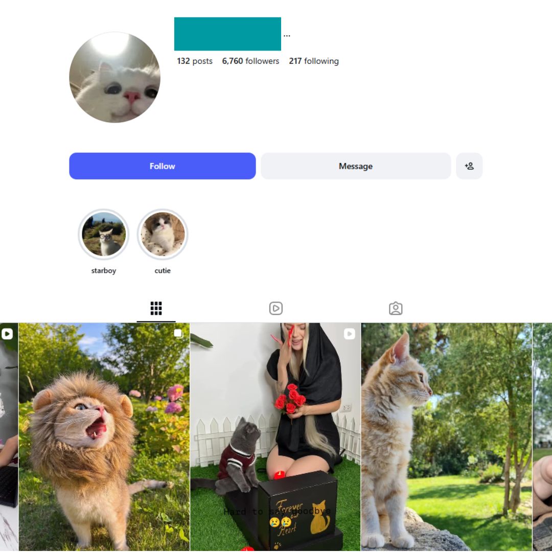 6K Kittens Cats Instagram Account for Sale 6K Kittens Cats Instagram Account for Sale