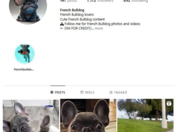 7K French Bulldog Instagram Account for sale