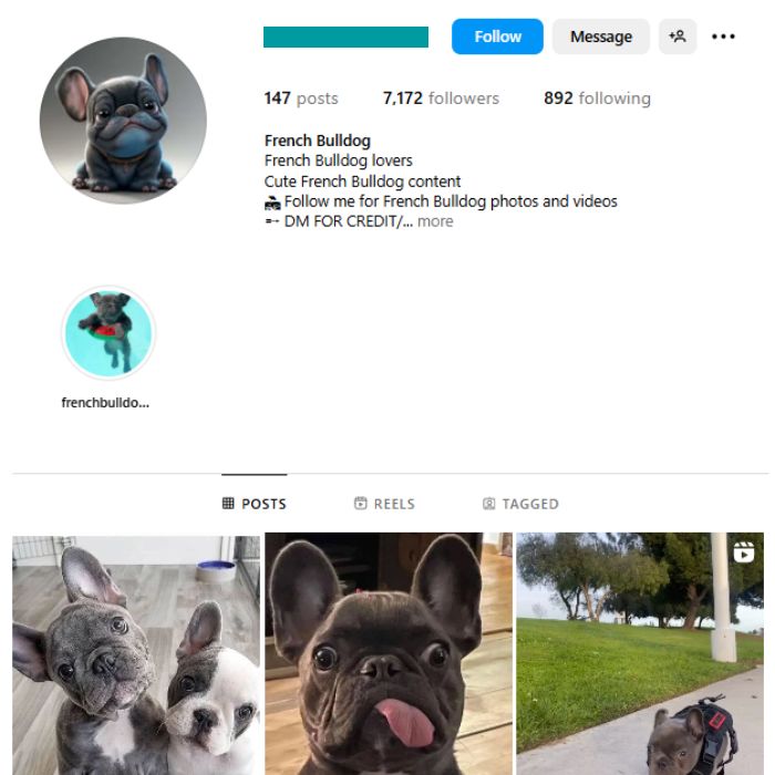7K French Bulldog Instagram Account for sale