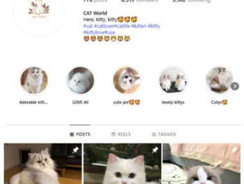 8K Cute Cats Instagram Account for sale
