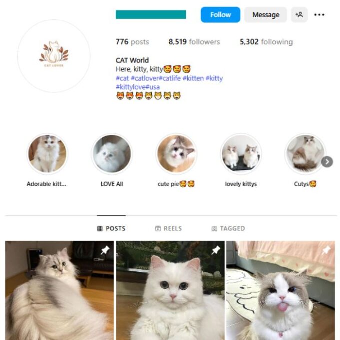 8K Cute Cats Instagram Account for sale