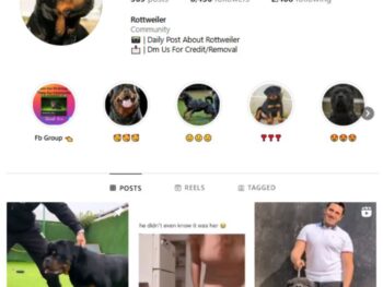 8K Rottweilers Dog Instagram Account for sale