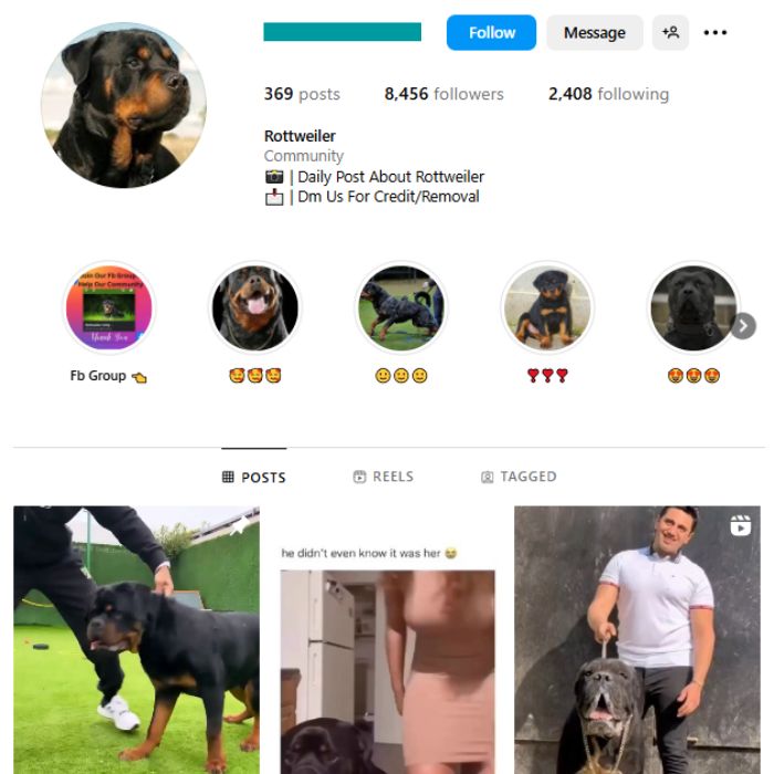 8K Rottweilers Dog Instagram Account for sale