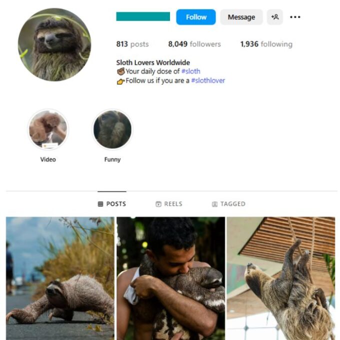 8K Sloth Animals Instagram Account for sale