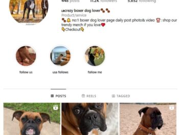 11K Dogs Boxers Instagram Account for sale