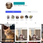 14K Cats Pets Instagram Account for Sale