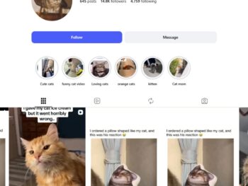 14K Cats Pets Instagram Account for Sale