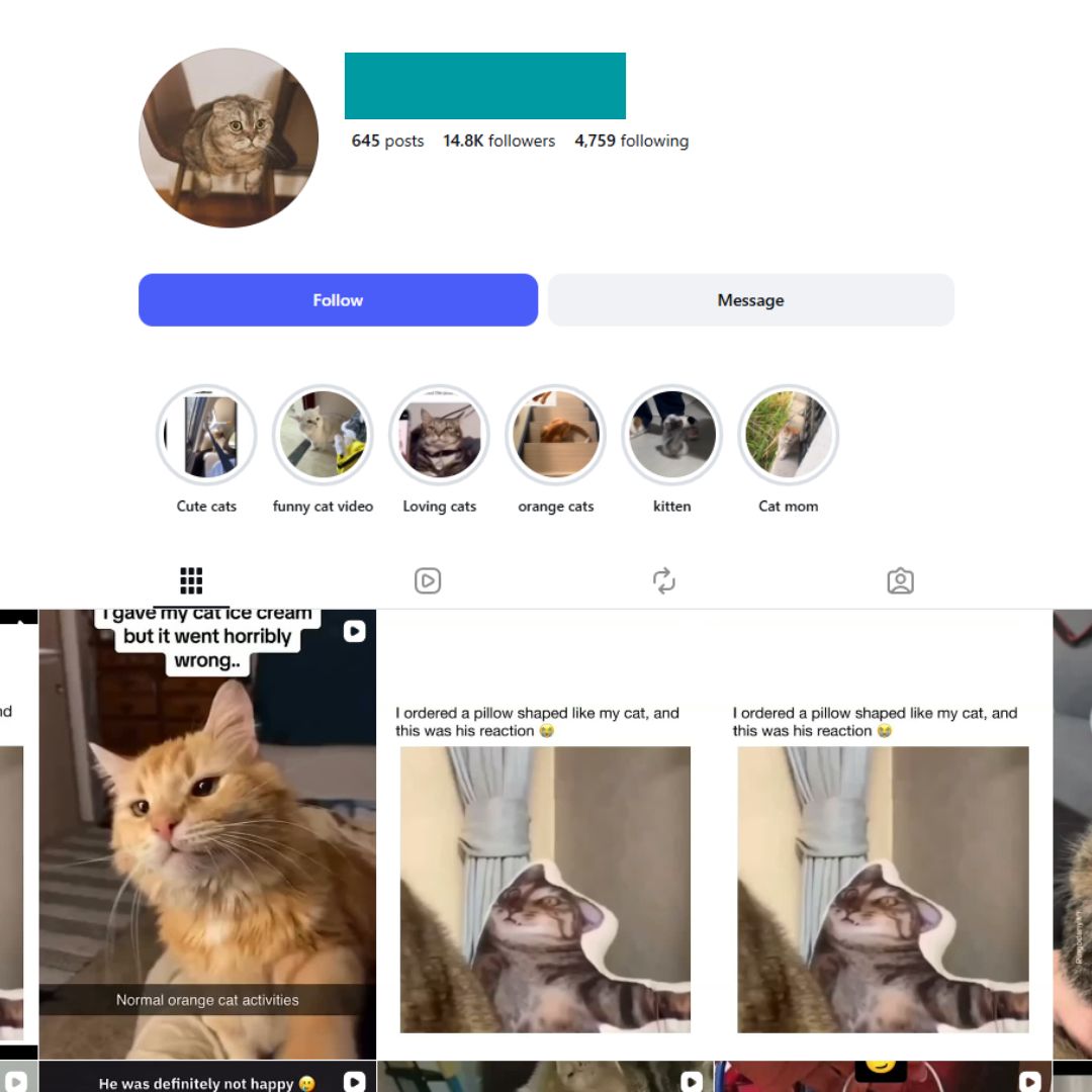 14K Cats Pets Instagram Account for Sale