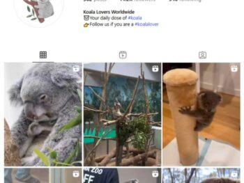14K Koala Animals Instagram Account for sale