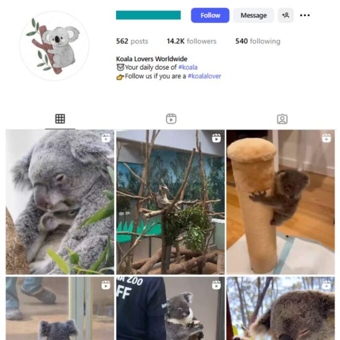 14K Koala Animals Instagram Account for sale