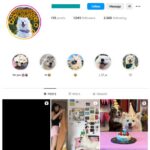 1K Samoyed Dog Instagram Account for sale