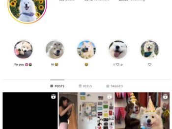 1K Samoyed Dog Instagram Account for sale
