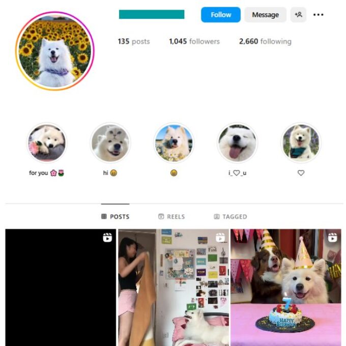 1K Samoyed Dog Instagram Account for sale