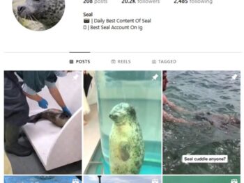 20K Seal Ocean Wildlife Instagram Account for sale