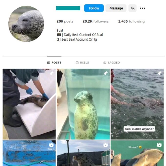 20K Seal Ocean Wildlife Instagram Account for sale