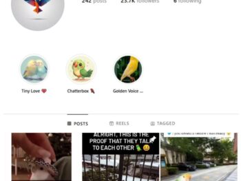 23K Parrots Pets Instagram Account for sale