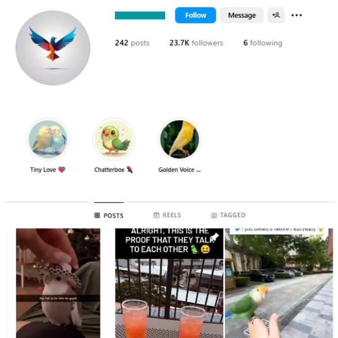23K Parrots Pets Instagram Account for sale