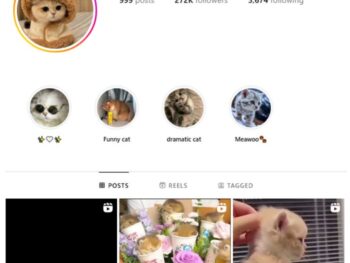 270K Cute Cats Instagram Account for sale