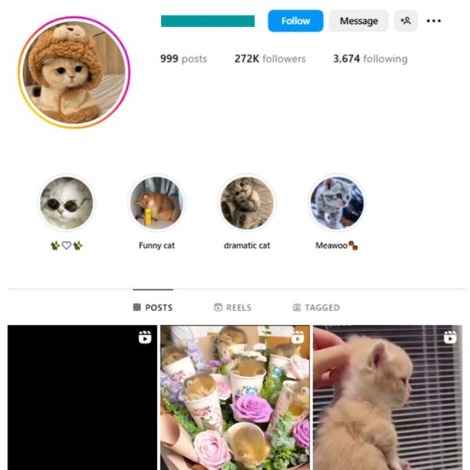 270K Cute Cats Instagram Account for sale