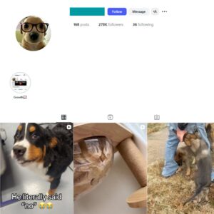 270K Pets Dogs Instagram Account for Sale