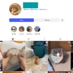 280K Cute Cats Pets Instagram Account for Sale