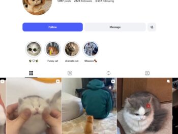 280K Cute Cats Pets Instagram Account for Sale