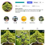 2K Bonsai Trees Instagram Account for sale