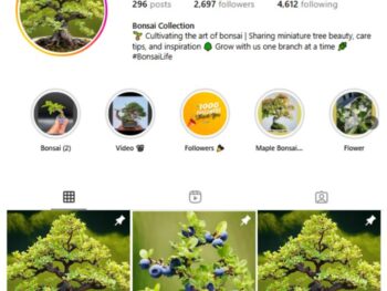 2K Bonsai Trees Instagram Account for sale