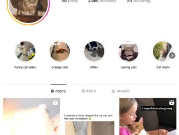 2K Cats Pets Instagram Account for sale