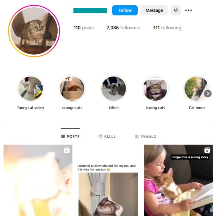 2K Cats Pets Instagram Account for sale