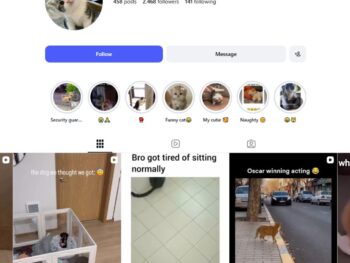 2K Cute Cats Instagram Account for Sale