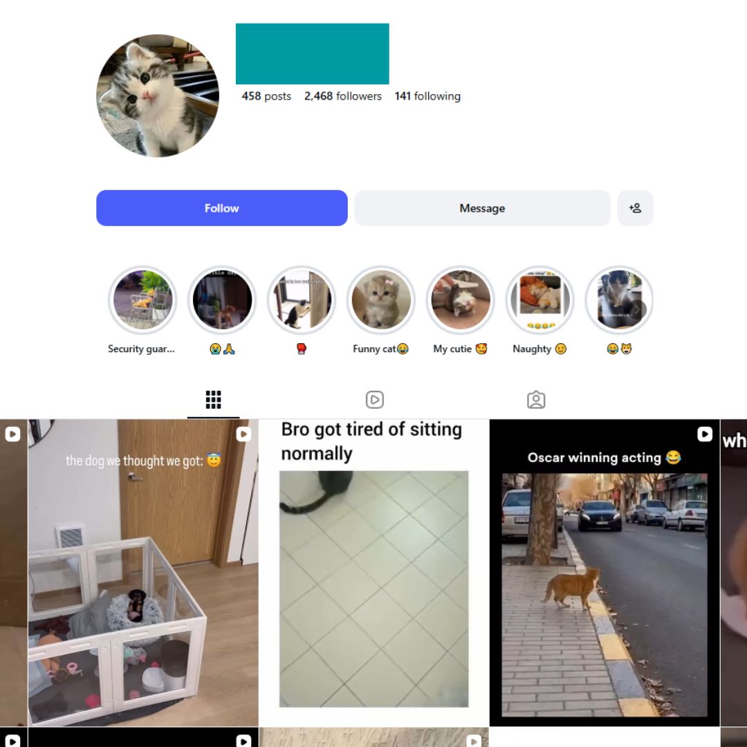2K Cute Cats Instagram Account for Sale