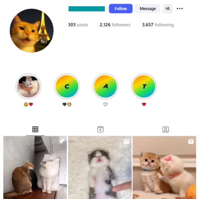 2K Cute Cats Instagram Account for sale
