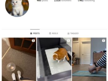 2K Kittens Cats Instagram Account for sale