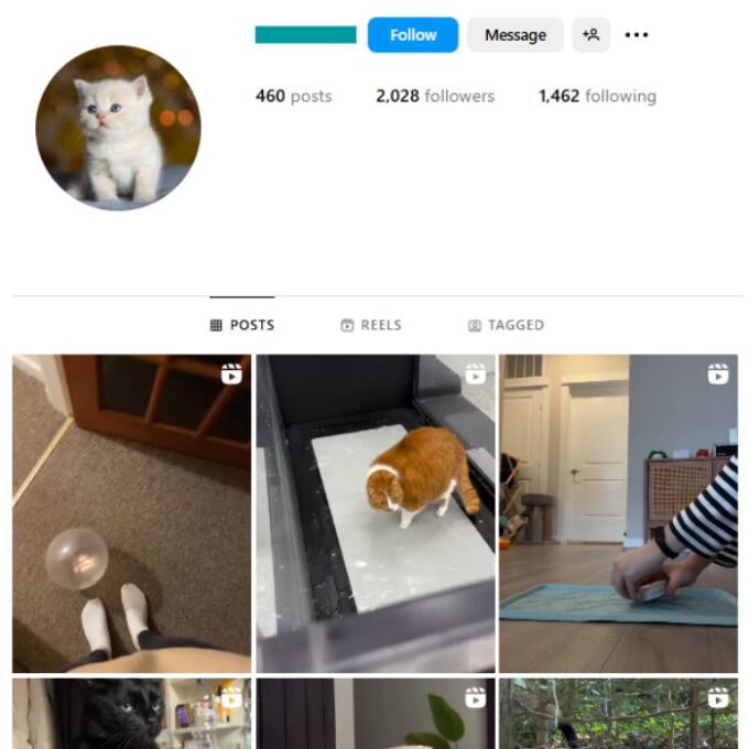 2K Kittens Cats Instagram Account for sale